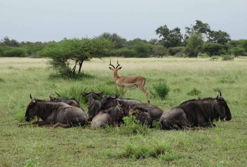 A gazelle and a herd of wildebeests in Kruger National Park in South Africa