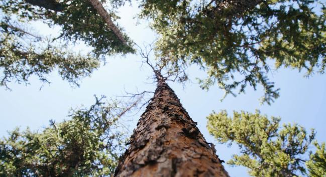 Looking up to the sky through the trees