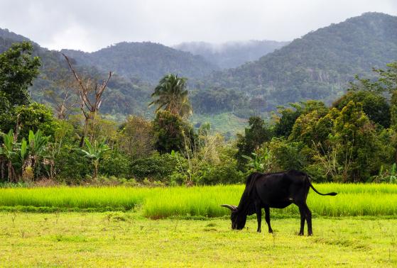 A zebu eats grass in a field on the Masoala Peninsula