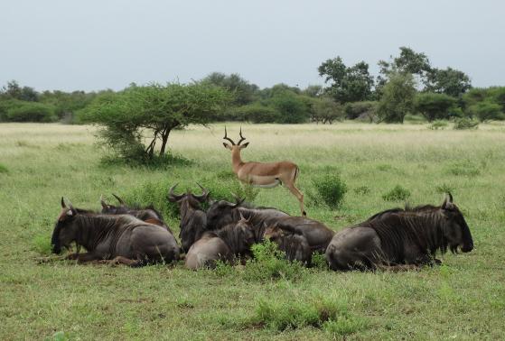 A gazelle and a herd of wildebeests in Kruger National Park in South Africa