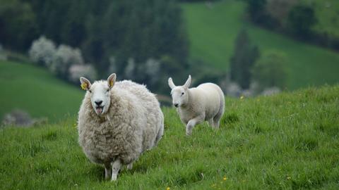 Two sheep run through a green field in Ireland