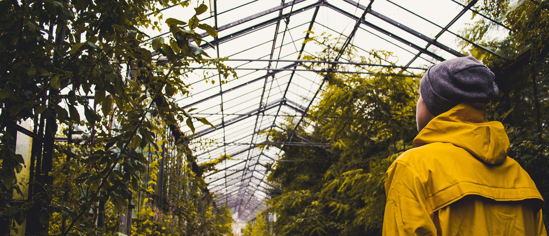 A person in a yellow raincoat and knit hat looks up at the ceiling of a greenhouse filled with lush greenery