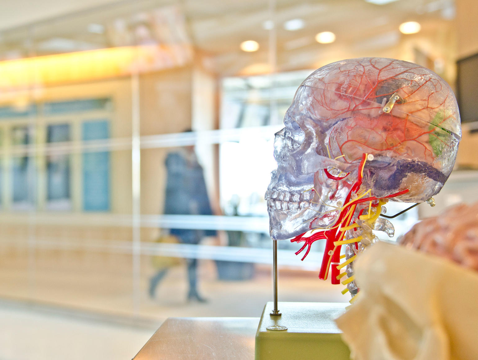 A transparent anatomical model of a human head displaying brain structures, nerves, and blood vessels in red and yellow, mounted on a stand