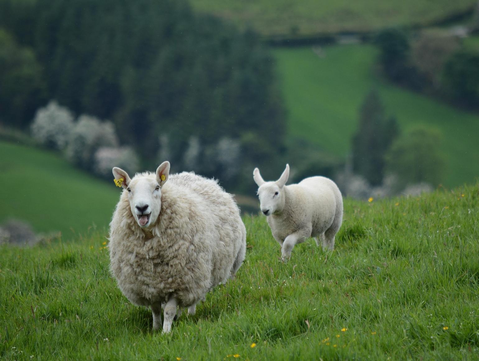 Two sheep run through a green field in Ireland